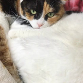 かくれんぼ？の画像