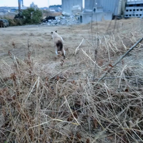 追え！逃げ足の速いヤツだ!!!の画像