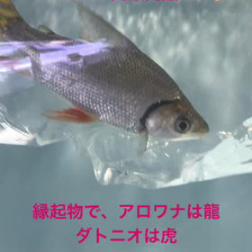 感謝感謝！！の画像