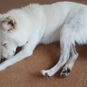 今日のシロくんの画像