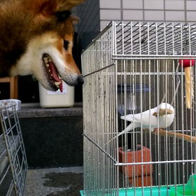 食べる。の画像