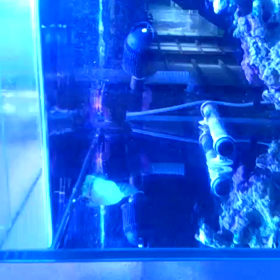 我が家のミドリフグ二匹の差の画像