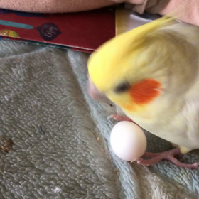 ルー玉転がしの画像