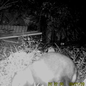 すぎぴたんの事件簿シーズン２　４１話の画像