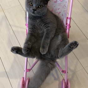 されるがままの画像