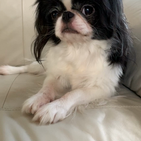 オセロちゃんの画像