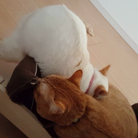 ちゅぱかぶらの画像