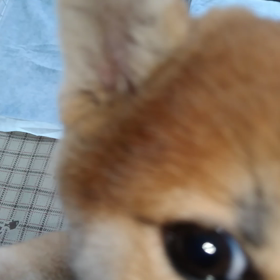 花ちゃん　わが家に来てくれて　ありがとうの画像