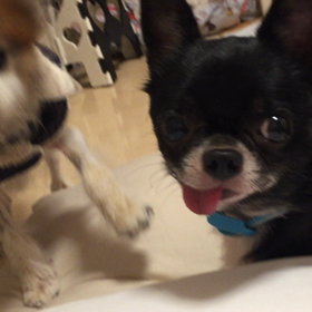 スギちゃんＶＳももちゃんの画像