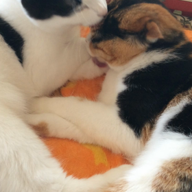 今日のさぶリナ動画の画像