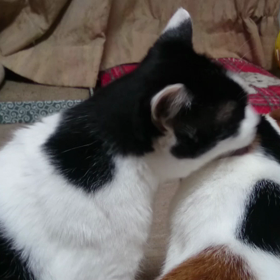 今日は日記の日の画像