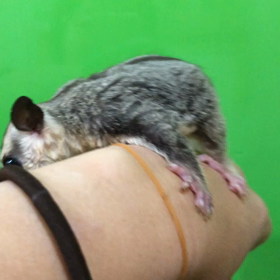 こっそりセールの画像