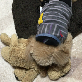 やっぱりチュッチュクの画像