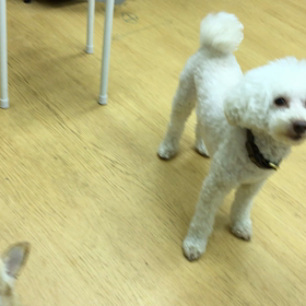 可愛いっしょ？の画像