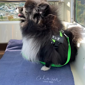 観覧車はの画像