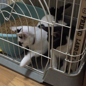 遊ぶ森の3姉妹〜動きが面白すぎるの画像