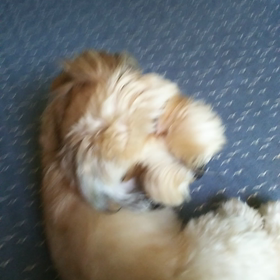 お恥ずかしい(ฅωฅ`)の画像