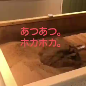 暖冬とはいえの画像