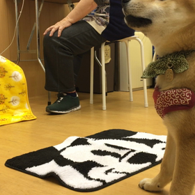 まめ蔵は要求吠えを覚えた。ピュア度が下がった。の画像