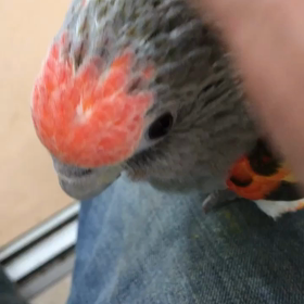 オオハネナガの画像