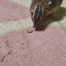 うりくんの格闘❗の画像