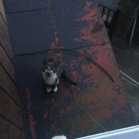 野良猫部屋に侵入の画像