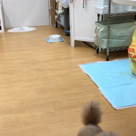 遠くのマットに行けるのかっ、オイッ！の画像