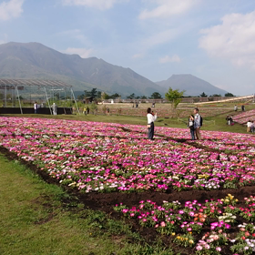 GWお出かけ 風薫る花の村 くじゅう花公園後半のサムネイル画像