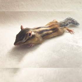 パタパタがぁおお〜♪の画像