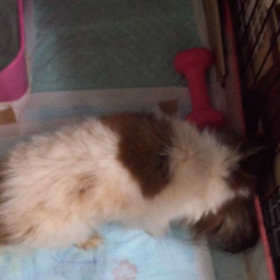 U^ェ^U ワン!の咳の画像