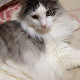 ここにあるはずニャ‼︎（笑）の画像