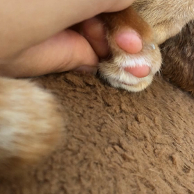 肉球ฅ^•ﻌ•^ฅ❤の画像