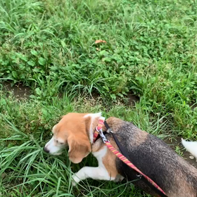 7月5日13わんこと1時間遠足  代々木公園の画像