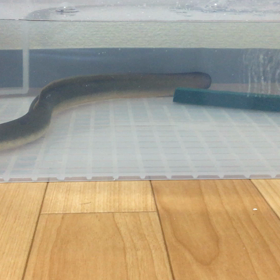 ウナギ引越しましたの画像