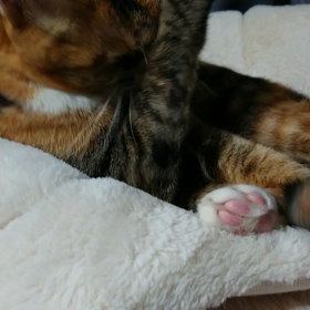 本物(さくら猫)(笑)の画像