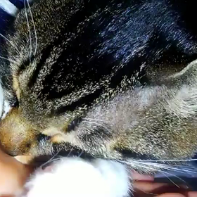 きょうのにゃんこの画像