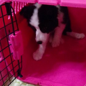 闘うチップの画像