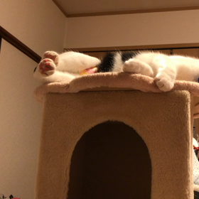 ジャンプはいずこ？の画像