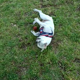 タマコはしゃぐの画像