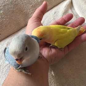 コザクラインコオパーリンの画像