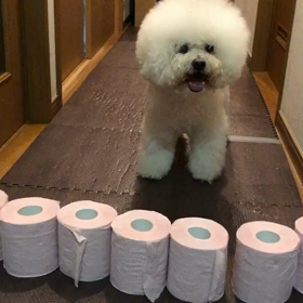 トイレットペーパーチャレンジ失敗編の画像