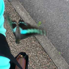 アゲハチョウに好かれた日の画像