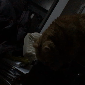 ティッシュボックス大好き⁉︎の画像