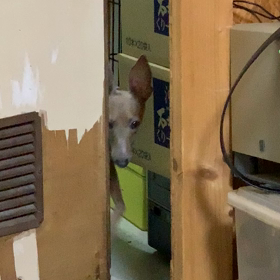 我が家のひょっこりはんの画像