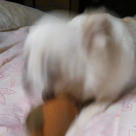 動くちびっ子ギャング編⭐の画像