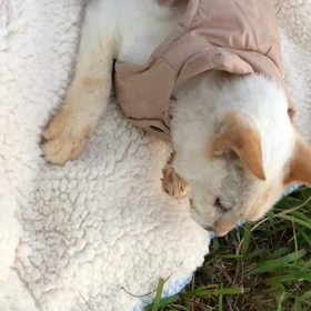 今朝のハニーの画像