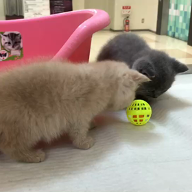 ブリちゃん動画(^^)の画像