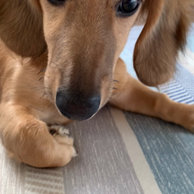 悩めるフードの画像