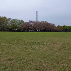 また犬をノーリード(放し飼い)パート2の画像