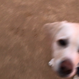 ダッシュくんの画像